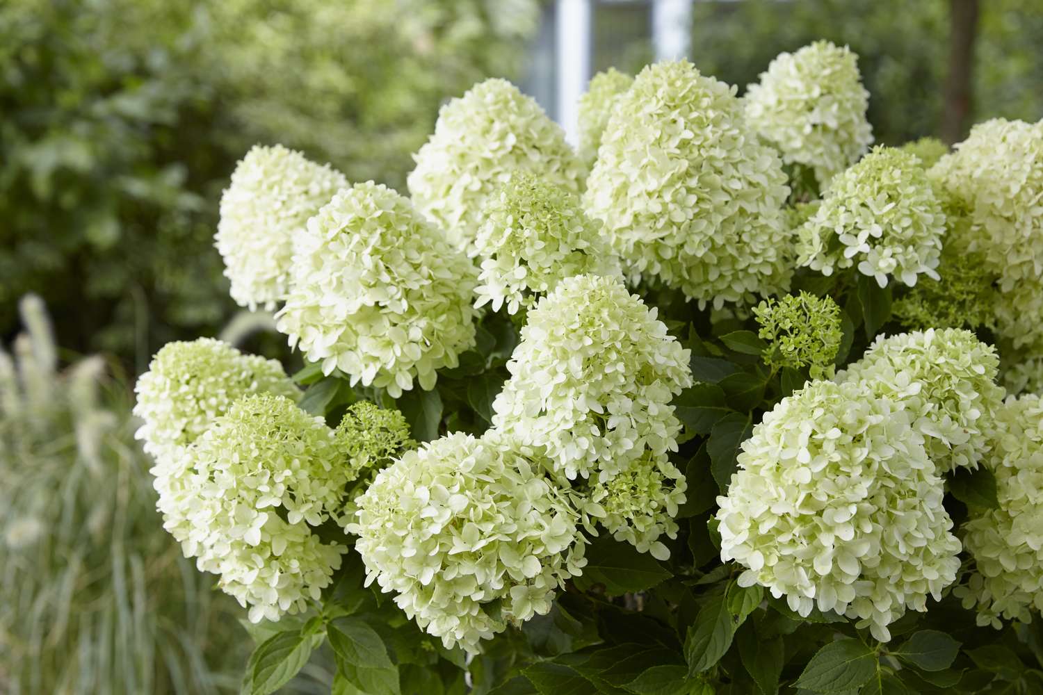 Hortensia 'Little Spooky'